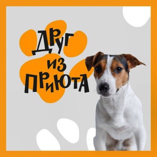 Друг из приюта 🐾