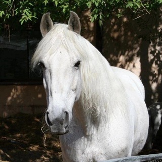 Зоомагазин "Друг"🐎