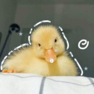 𝔻𝕦𝕔𝕜 - 𝕄𝕠𝕟𝕖𝕪 || ℤ𝕒𝕣𝕒𝕓𝕠𝕥𝕠𝕜