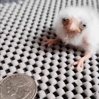 ЕБАНЫЕ ЖИВОТНЫЕ