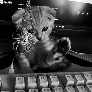 Звезды от заюши 🐬