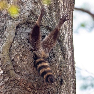 Дупло Смеха💯
