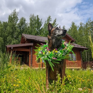 Душевный пëс (Воспитание, дрессировка, натуральное лакомство для тренировок и передержка собак)
