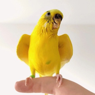 Даша и горячие чики