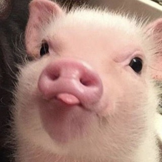 Пузатый дубина