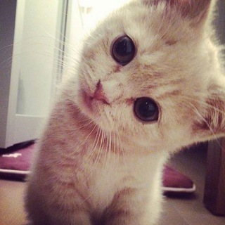 loadstring | milahkr