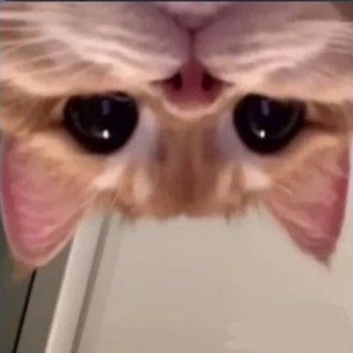 Розыгрыш подарков и звезд