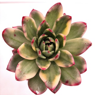 Мир Эхеверий / Echeworld Succulents🌱