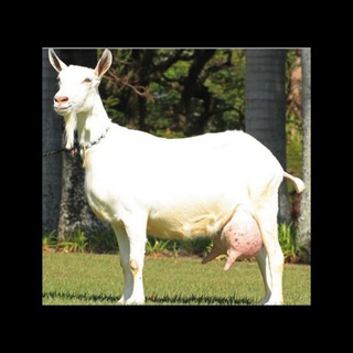 Эчки олди сотди группаси