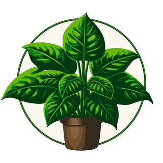 Экофикус | Растения дома и на даче