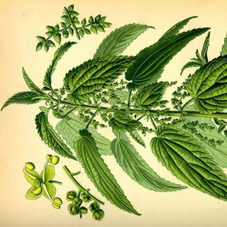 ЭКО| Ткани: конопля, крапива, сорона