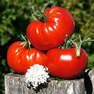 ЭкоТомато 🍅 канал про томаты, огород, жизнь в деревне