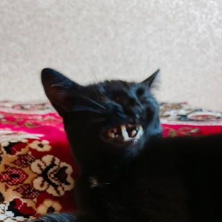 Прогер из двфу