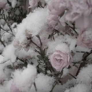 ‿࣪ 𓈒 🍁 ׄ символы лилианны 𝆹𝅥𝆺𝅥