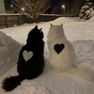 это знак | предсказания | цитаты