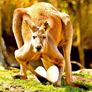 Яйца Кенгуру🦘