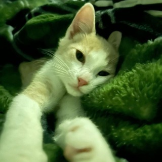 Фоны||АСМР☘️