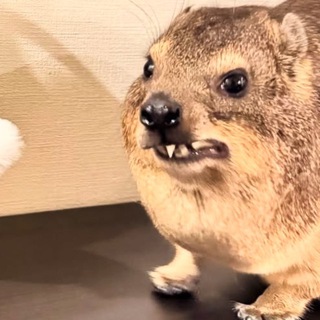 Ека Фомина печатает …