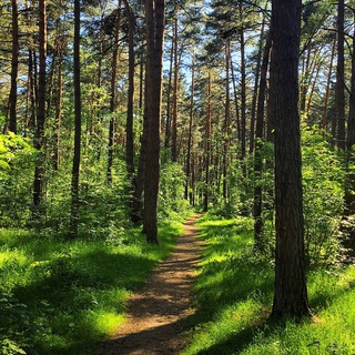 🌳 В О З Д У Х 🌳 Протвино