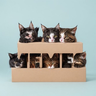 Elite Memes 🌺🐝💩🫧