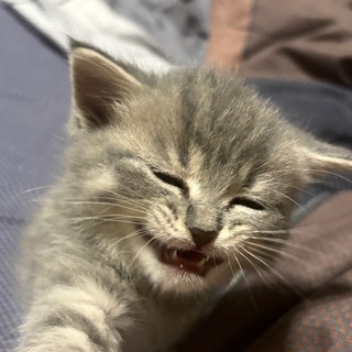 Котёнкина ерунда