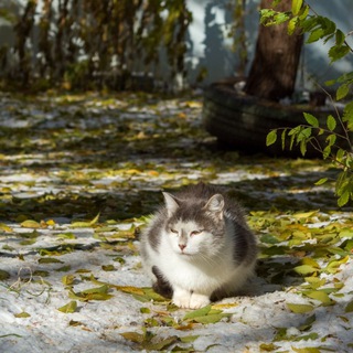ЭлектроСраль