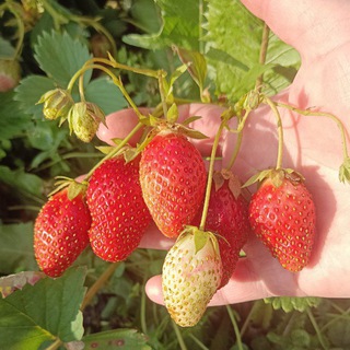 Что посеешь, то пожнёшь