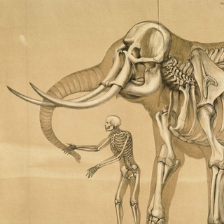 Кладбище слонов