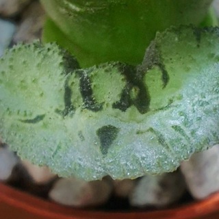 Я, растение