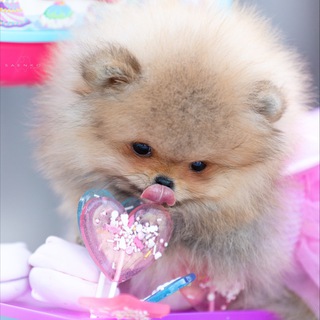 Питомник пом шпицев / Pomeranian