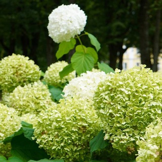 Катя Растения в Сальске