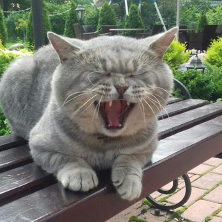 Английский язык на прогулке