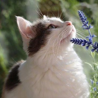 Энтузиаст.КРД