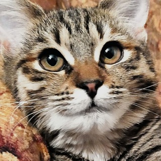 Epic Живность 🐱кошки и 🐕 epic_animals