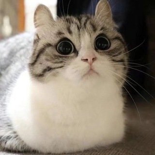 ErkoshaChannel Erkosha Channel ErkTap ErkoshaTap StandKnife Cheat Soft