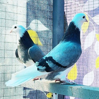 Королевский Индус Техрон Битаголовый зотлар