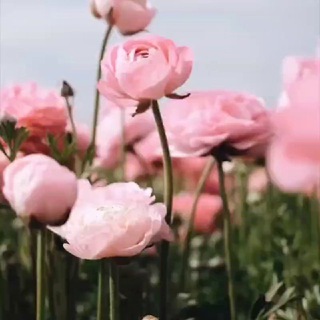 Stories Эстетика Видео