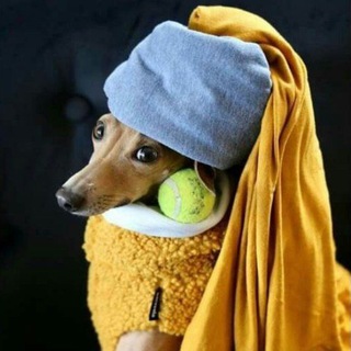 Эстет просвет