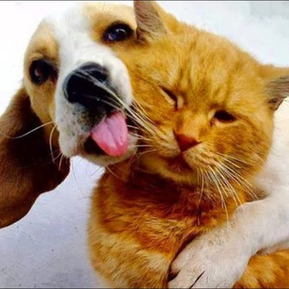 evpakotopark | САМЫЙ ЛУЧШИЙ КОТОПАРК! ПРОБЛЕМЫ КОШЕК И СОБАК ЕВПАТОРИИ. ГРУППЫ ПОДДЕРЖКИ. КРЫМ. ЕВПАТОРИЯ.