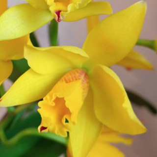 Эксклюзивные растения