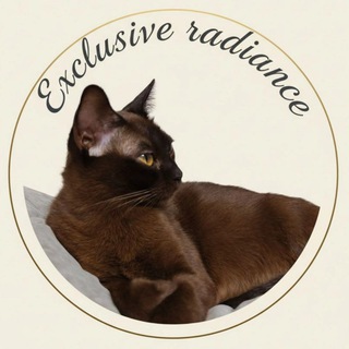 Питомник бурманских кошек WCF Exclusive radiance😺 Самарский питомник породы кошек Европейская бурма🐱.