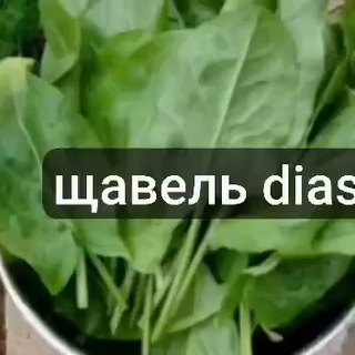 чате х