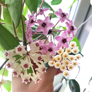 Экзотикфлора.рф