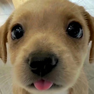 experimental diva shitposting