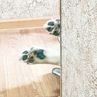 ЕЖ без тумана