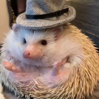 ЕЖЕГРАМ 🦔🌴