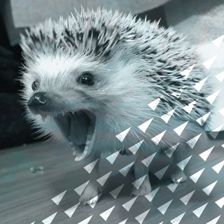 Говорящий ёж