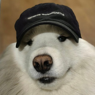 Скользкая собака | Зиновьев