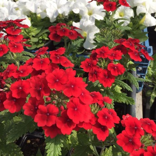 Фабрика цветов