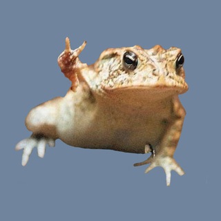 Фэнси жабка